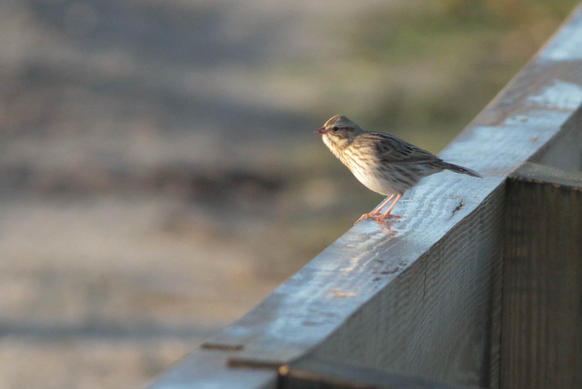 Savannah Sparrow (Ipswich) - ML278476351
