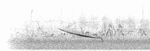 Фірлюк лучний (підвид apiata) - ML278481