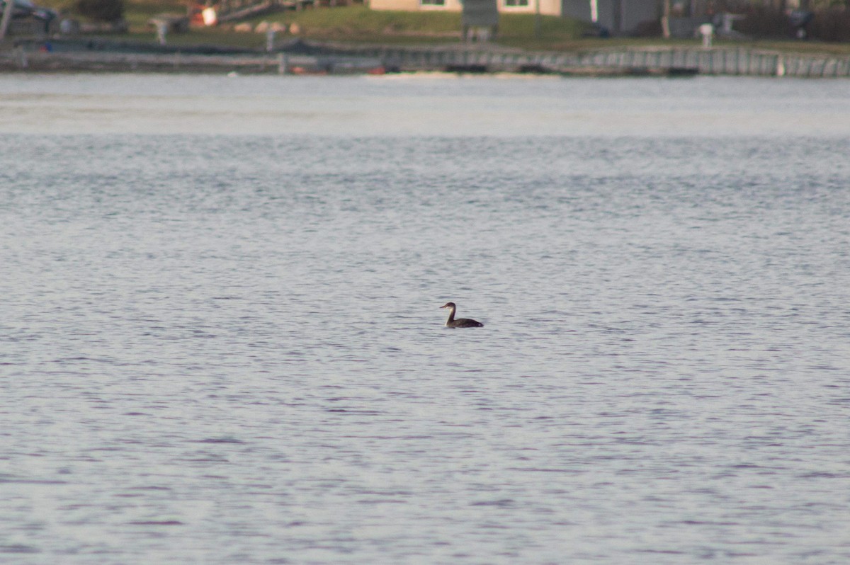 Red-necked Grebe - ML278484531