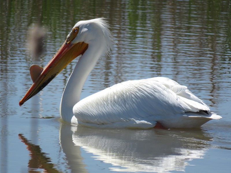 American White Pelican - Karen Lebing