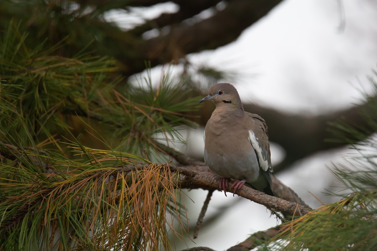 White-winged Dove - susan Hart