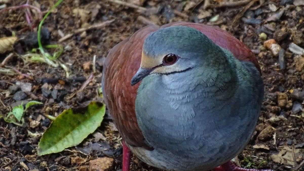 Buff-fronted Quail-Dove - ML278491381
