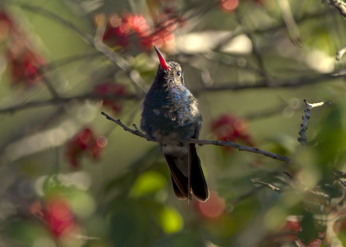 Broad-billed Hummingbird - ML278494041