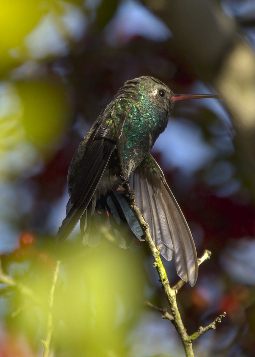 Broad-billed Hummingbird - ML278494061