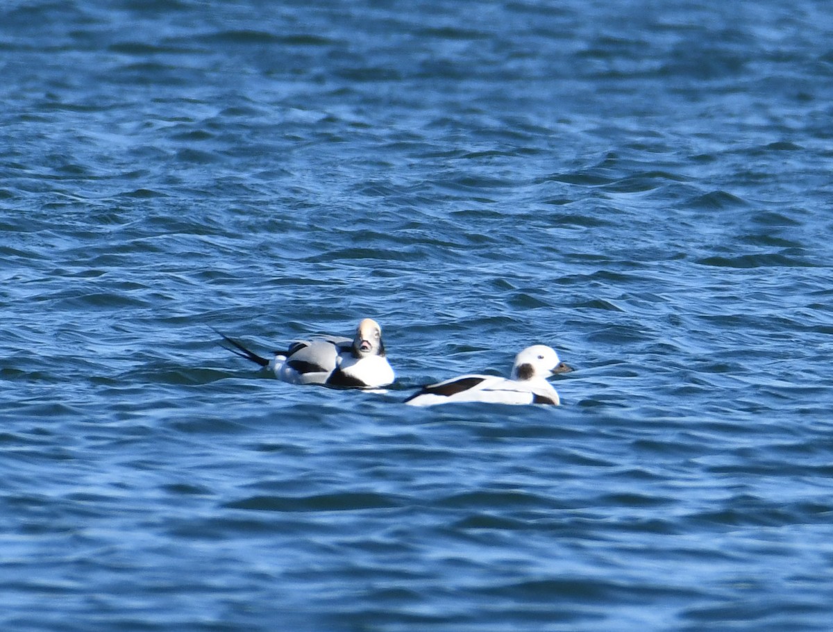 Long-tailed Duck - ML278497171