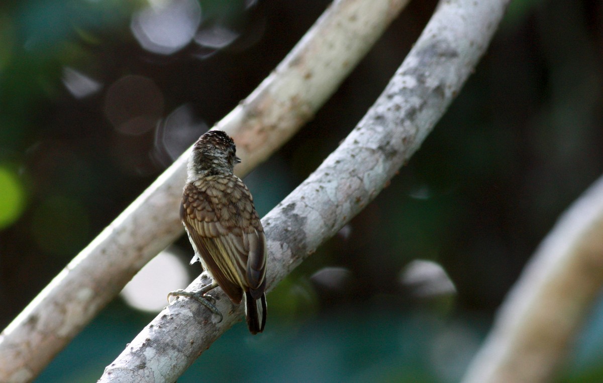 Scaled Piculet (Scaled) - ML27849811