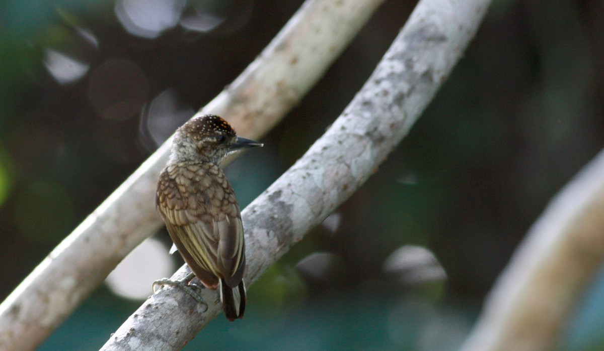 Scaled Piculet (Scaled) - ML27849841