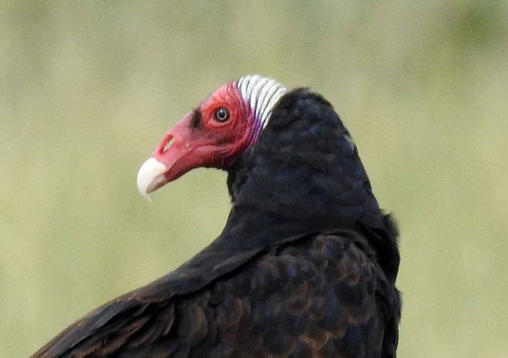 Turkey Vulture - ML278498511