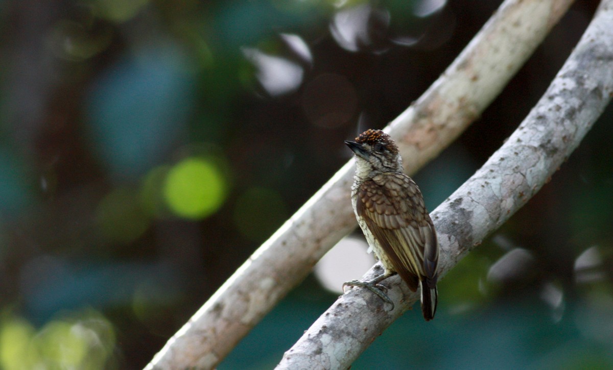 Scaled Piculet (Scaled) - ML27849881