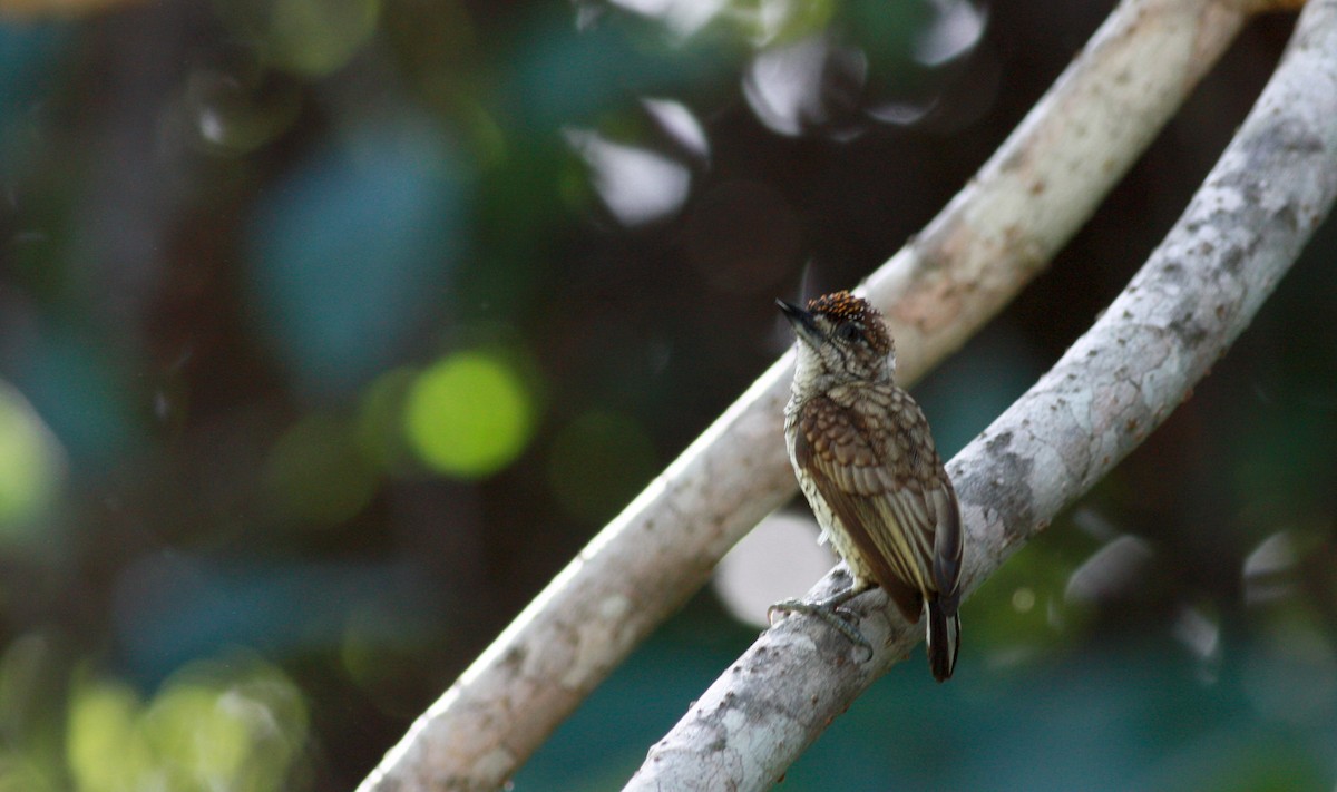 Scaled Piculet (Scaled) - ML27849891