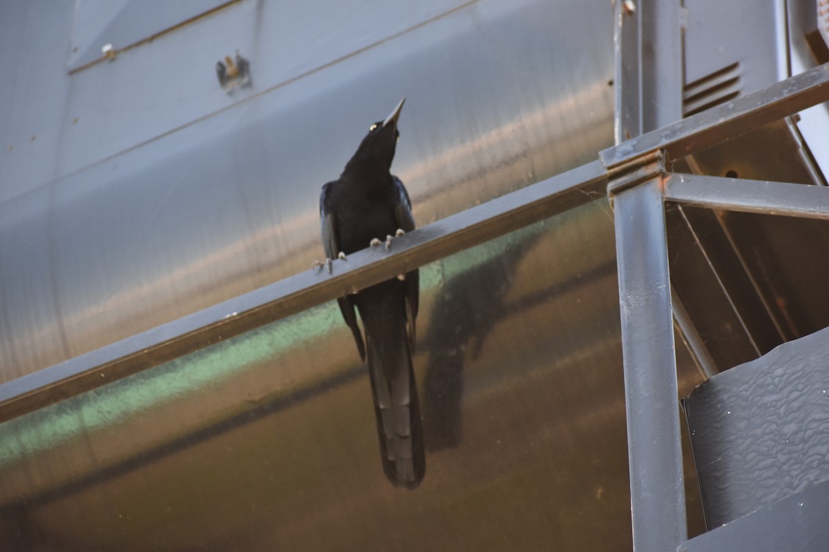 Great-tailed Grackle - ML278501441