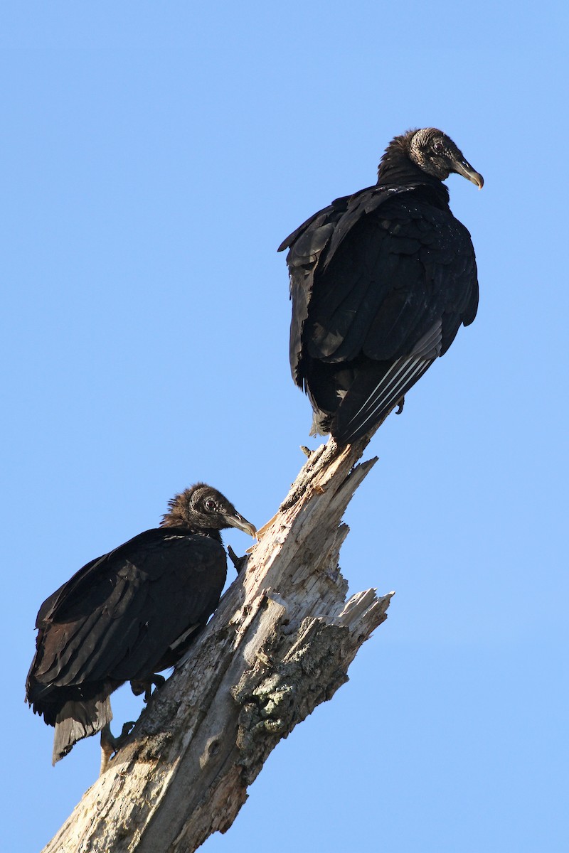 Black Vulture - Evan Lipton