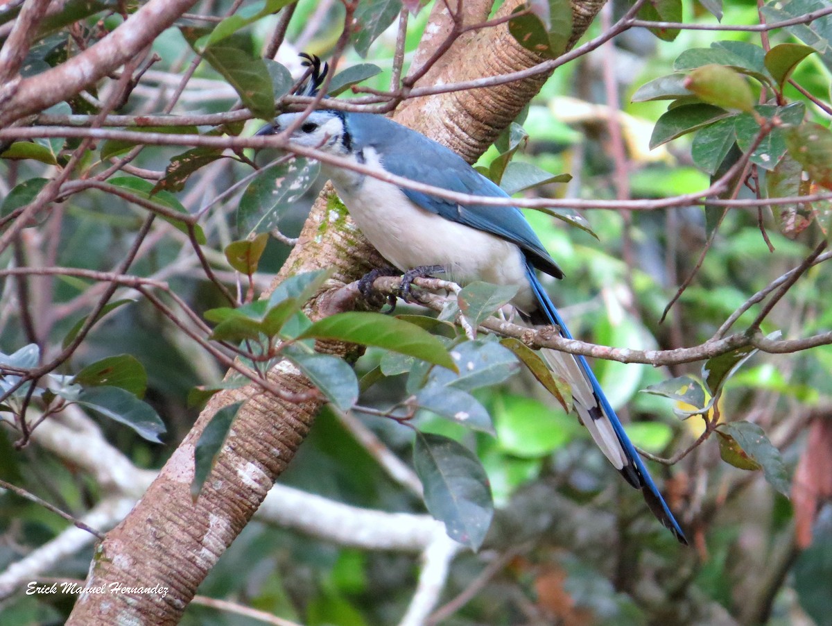 White-throated Magpie-Jay - ML278506481