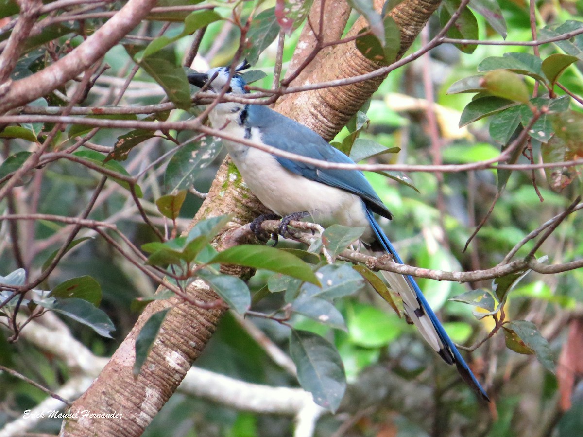 White-throated Magpie-Jay - ML278506511