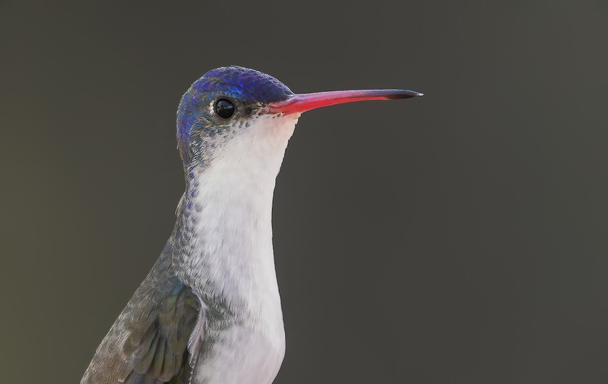 Violet-crowned Hummingbird - Anonymous