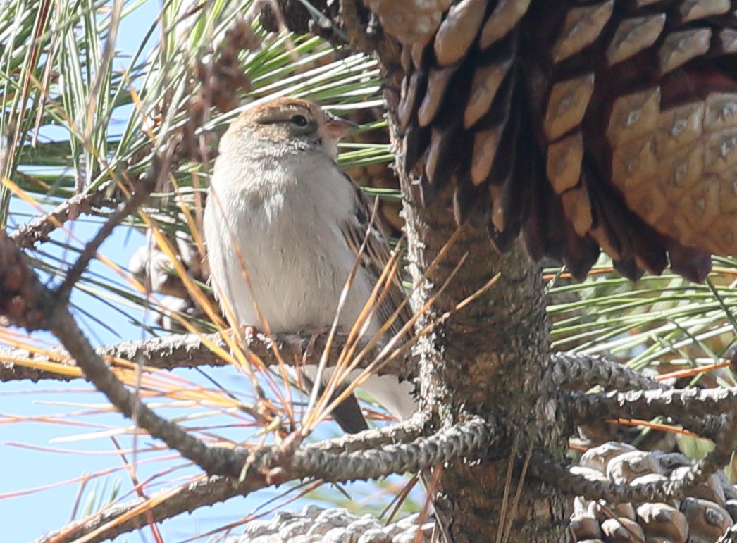 Chipping Sparrow - ML278511511