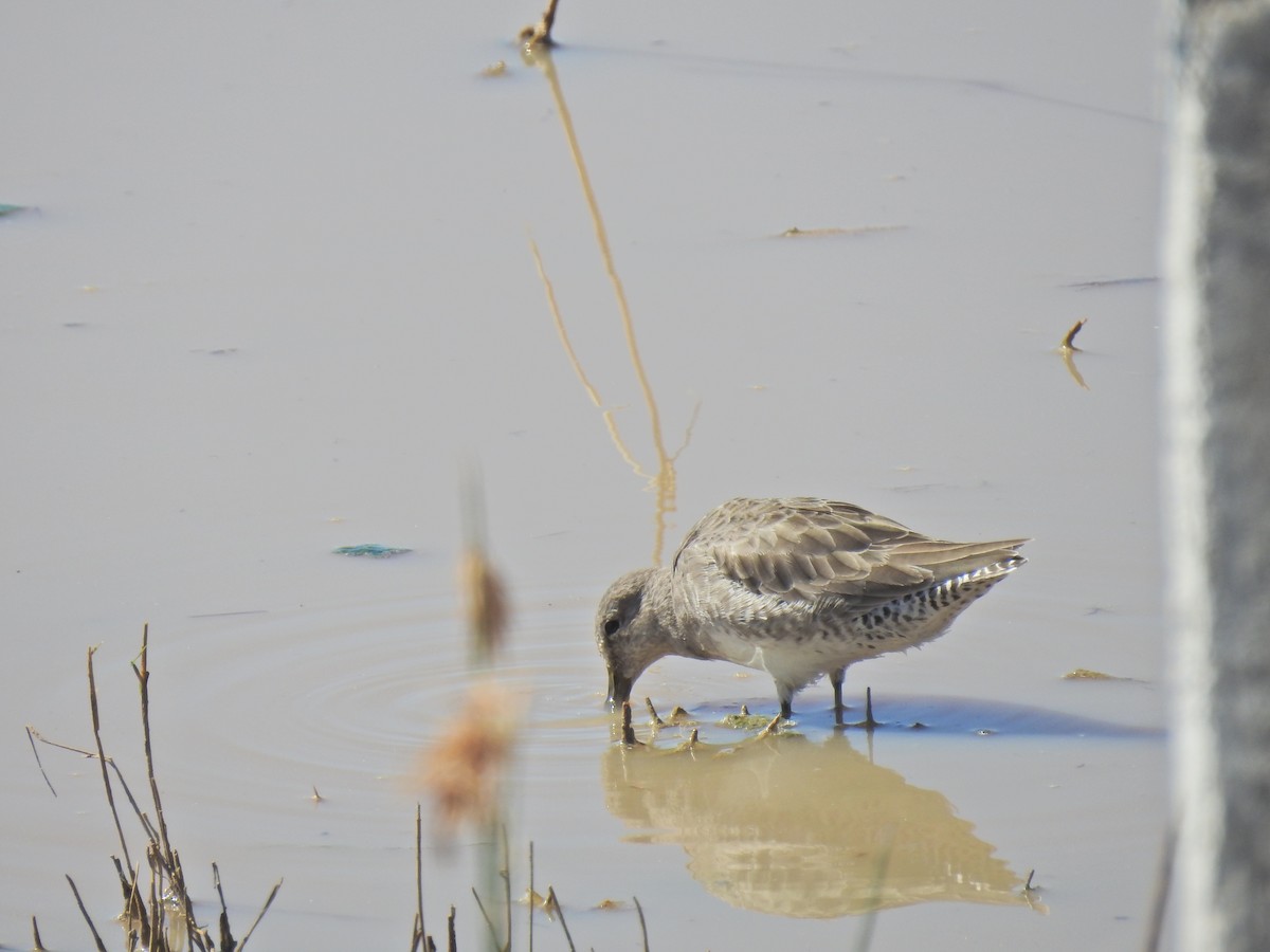 Long-billed Dowitcher - ML278517951