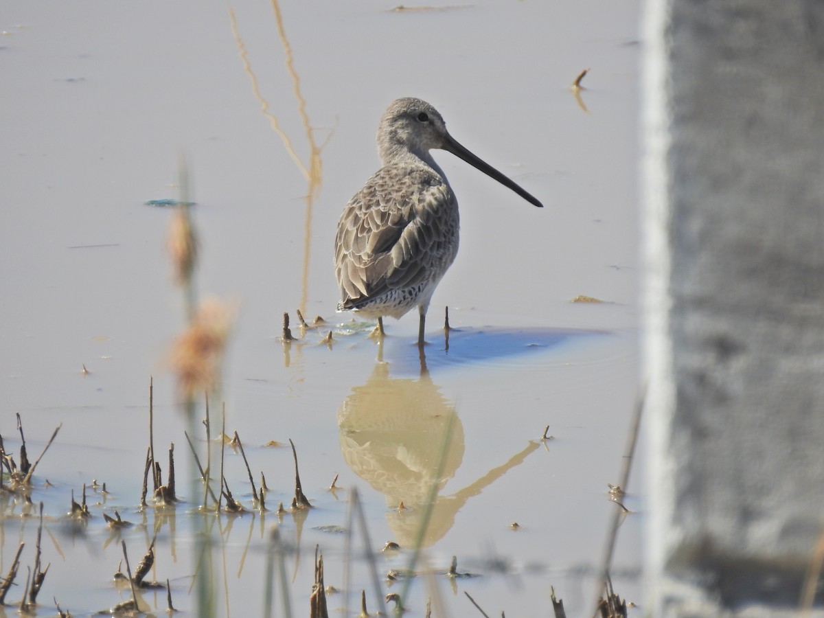 Long-billed Dowitcher - ML278517991