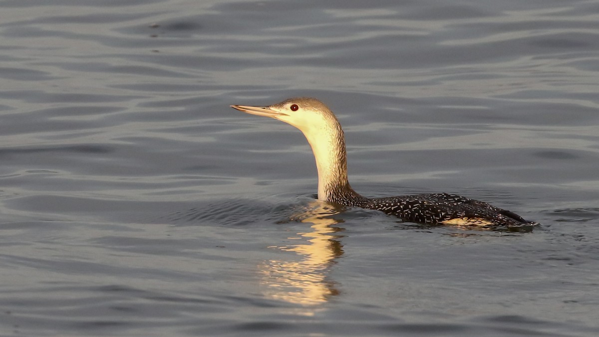 Red-throated Loon - ML278518931