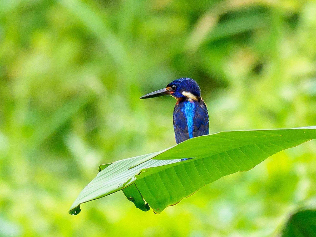 Blue-eared Kingfisher - ML278519411
