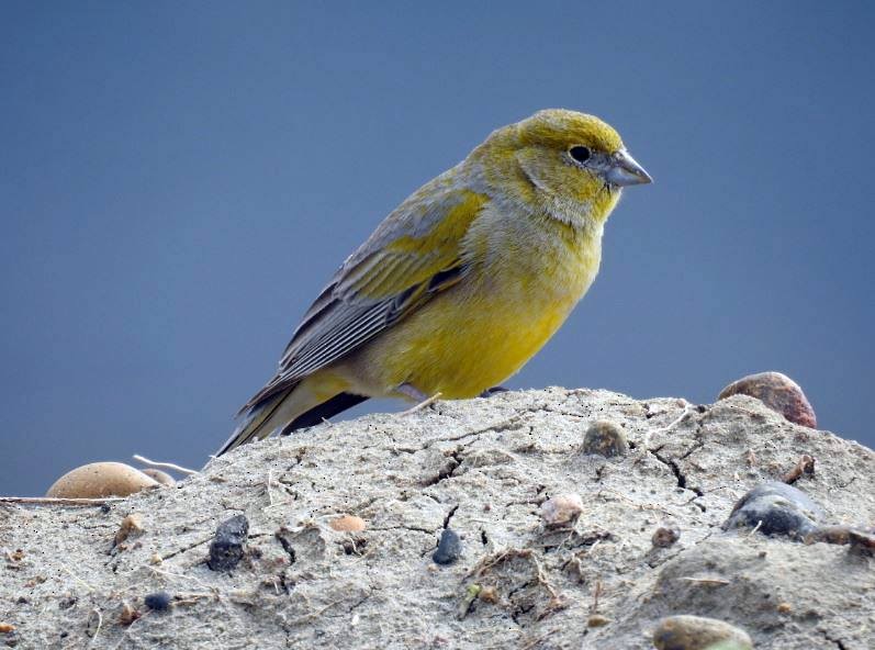 Patagonian Yellow-Finch - ML278521801