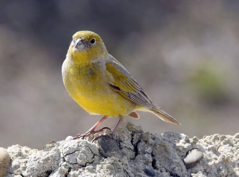 Patagonian Yellow-Finch - ML278521811