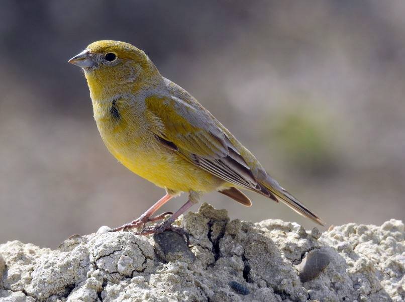 Patagonian Yellow-Finch - ML278521821