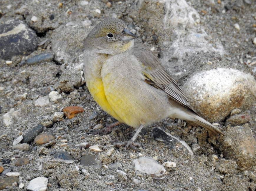 Patagonian Yellow-Finch - Marcio Kerbage