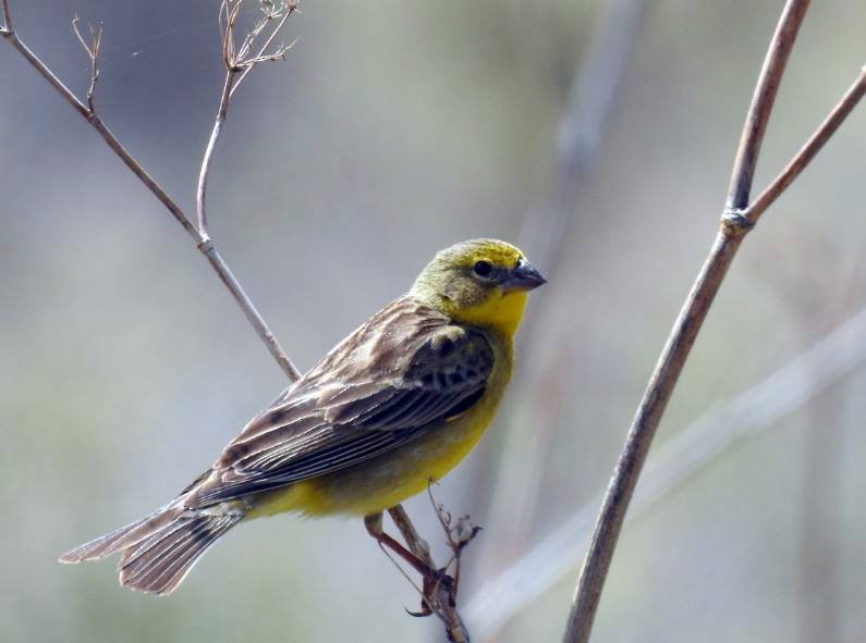 Grassland Yellow-Finch - Marcio Kerbage