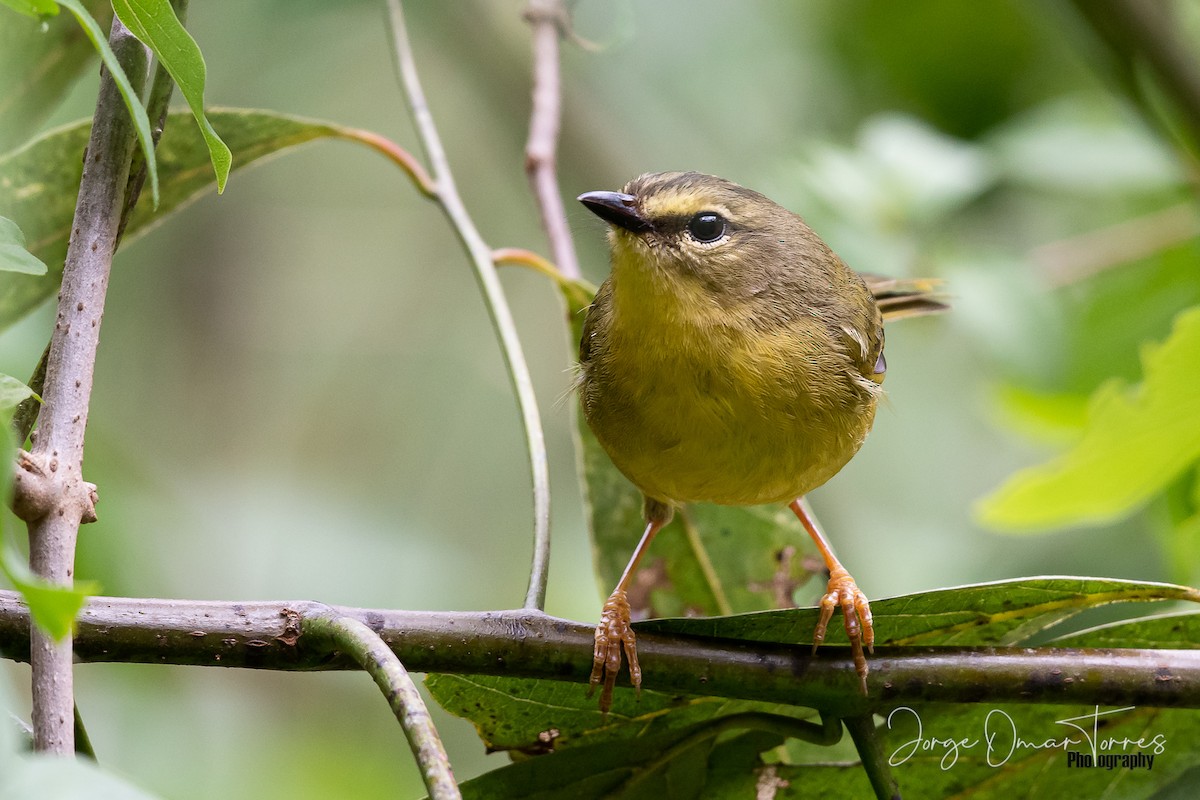 Two-banded Warbler - ML278526591