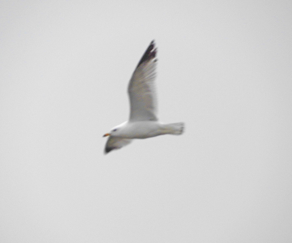 Ring-billed Gull - Mary Brown