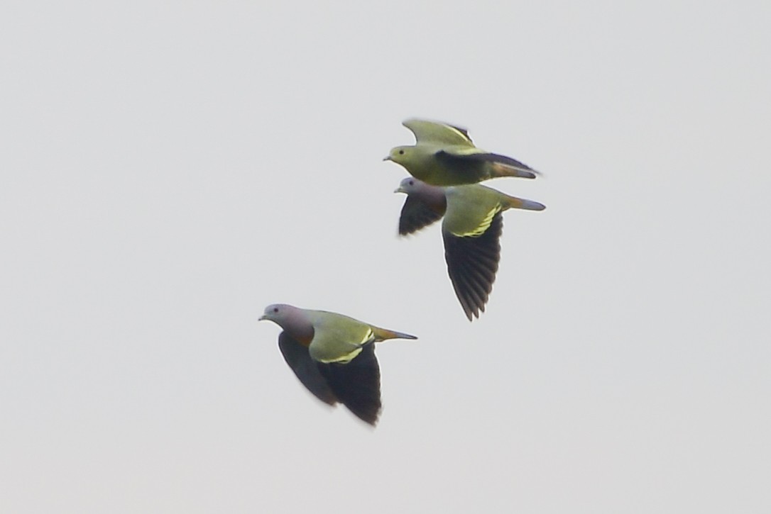 Pink-necked Green-Pigeon - ML278533141