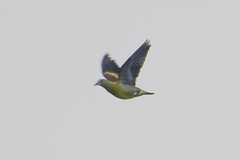 Thick-billed Green-Pigeon - Harn Sheng Khor