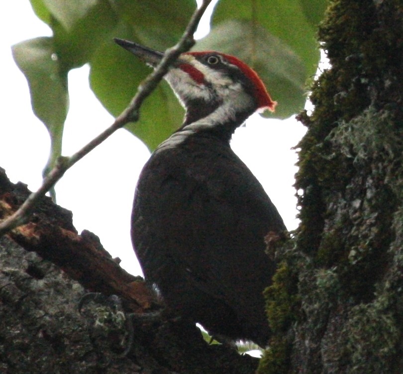 Pileated Woodpecker - ML27853381
