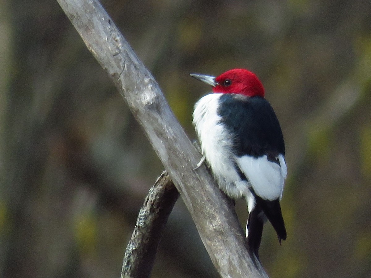 Red-headed Woodpecker - Bette Robo