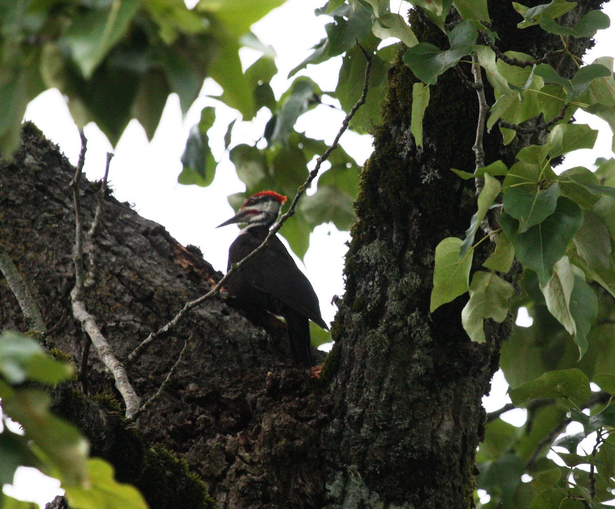 Pileated Woodpecker - ML27853431