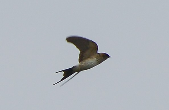 Red-rumped Swallow - ML278534601
