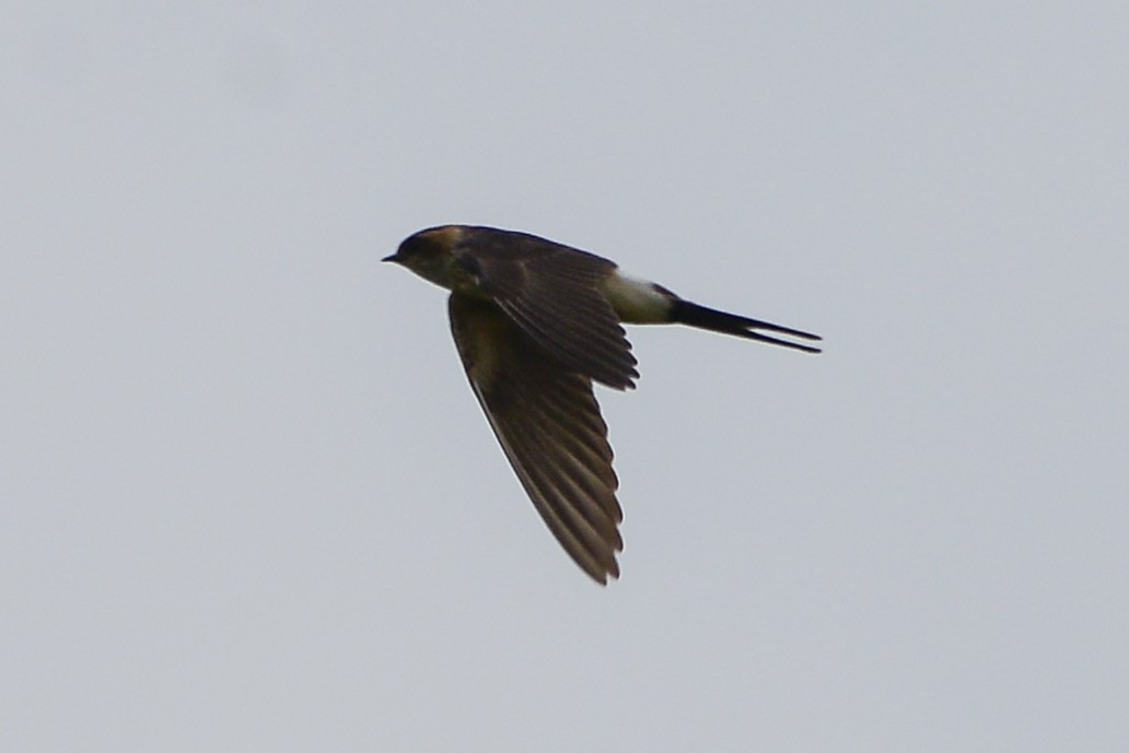 Red-rumped Swallow - ML278534611
