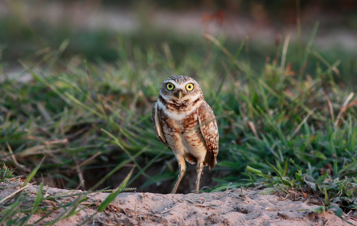 Burrowing Owl - ML27853881