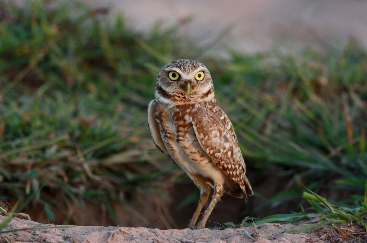 Burrowing Owl - ML27853991