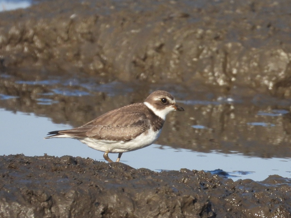 Semipalmated Plover - Francois Bourret