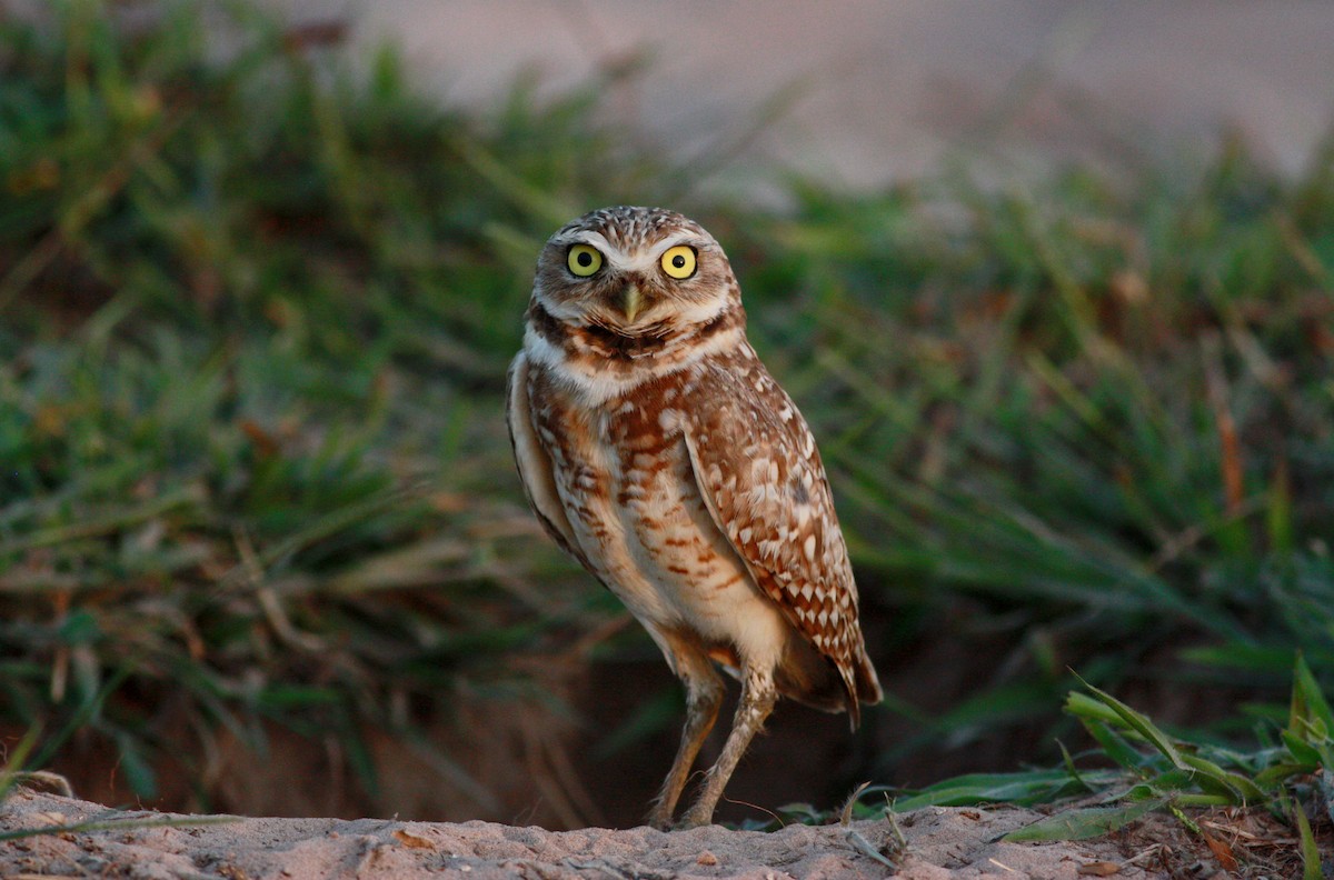 Burrowing Owl - Jay McGowan