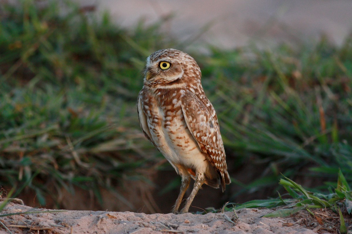 Burrowing Owl - ML27854101