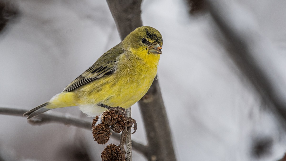 Lesser Goldfinch - Mason Maron