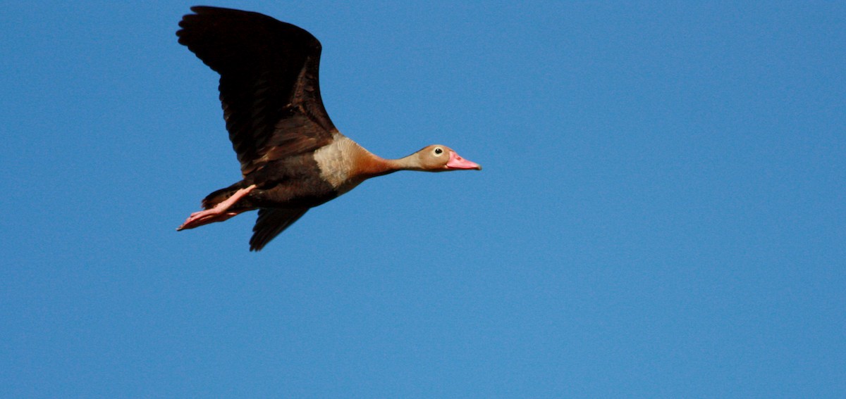 Black-bellied Whistling-Duck (autumnalis) - ML27854461