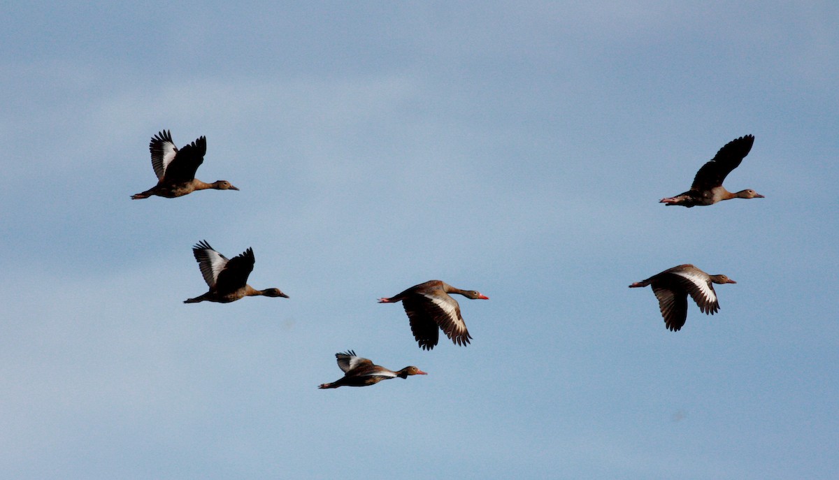 Black-bellied Whistling-Duck (autumnalis) - ML27854491