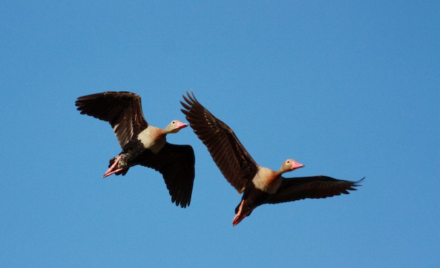 Black-bellied Whistling-Duck (autumnalis)