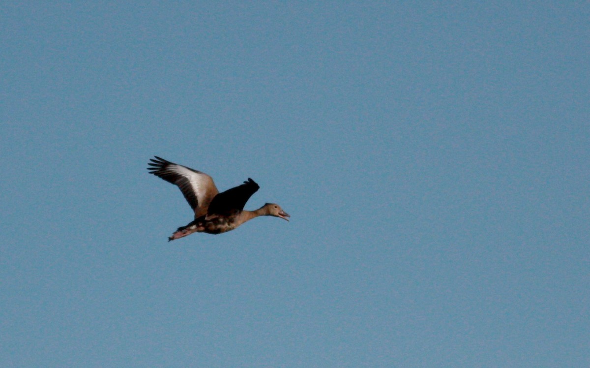 Black-bellied Whistling-Duck (autumnalis) - ML27855011