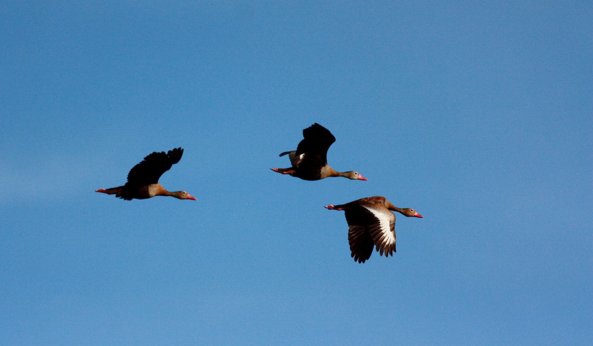 Black-bellied Whistling-Duck (autumnalis) - ML27855101