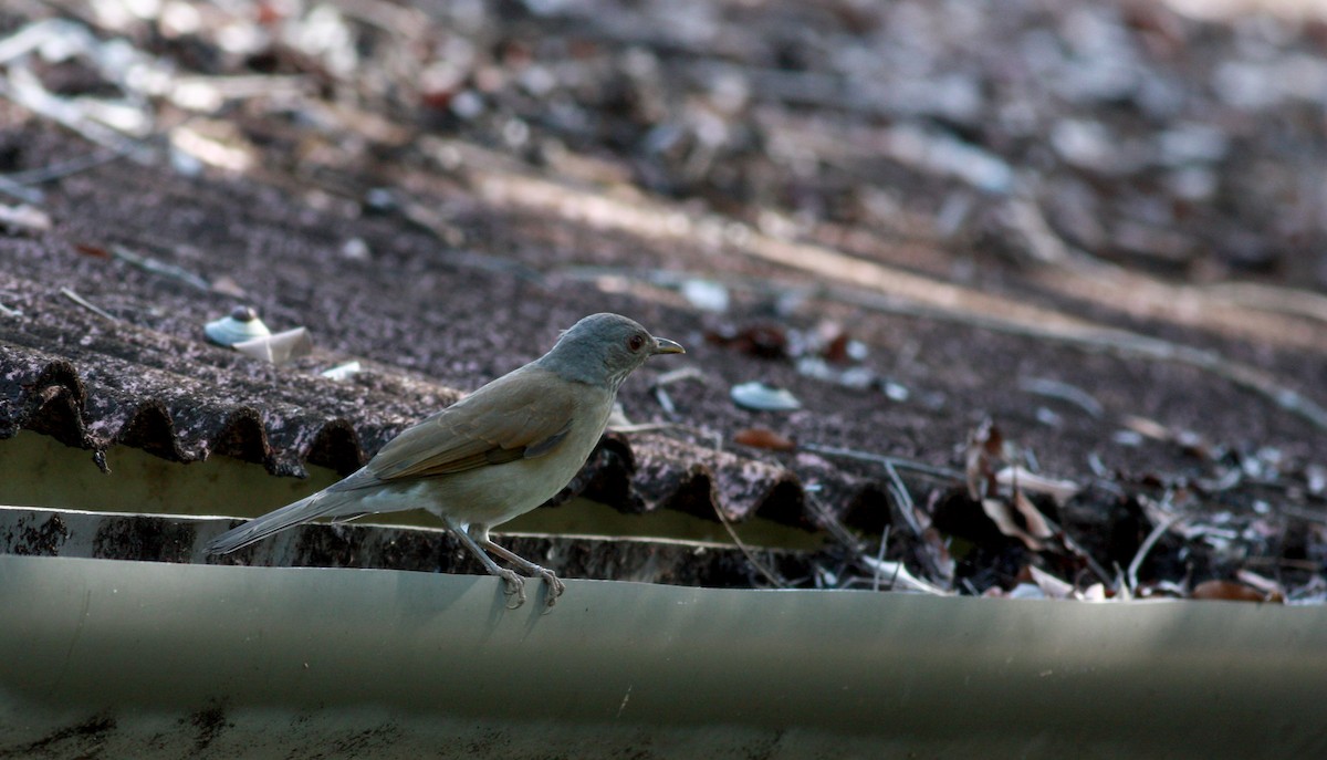 Pale-breasted Thrush - Jay McGowan